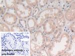 Syntaxin 2 Antibody in Immunohistochemistry (Paraffin) (IHC (P))
