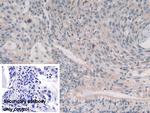 Syntaxin 2 Antibody in Immunohistochemistry (Paraffin) (IHC (P))