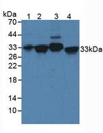 Syntaxin 2 Antibody in Western Blot (WB)
