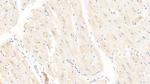 Syntenin 1 Polyclonal Antibody