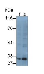 Syntenin 1 Antibody in Western Blot (WB)