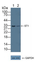 Syntenin 1 Antibody in Western Blot (WB)