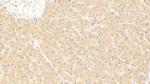 Syntenin 2 Antibody in Immunohistochemistry (Paraffin) (IHC (P))