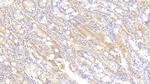 Syntenin 2 Antibody in Immunohistochemistry (Paraffin) (IHC (P))