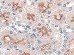 SNTB1 Antibody in Immunohistochemistry (Paraffin) (IHC (P))