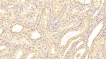 TXLNA Antibody in Immunohistochemistry (Paraffin) (IHC (P))