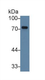 TXLNA Antibody in Western Blot (WB)