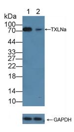 TXLNA Antibody in Western Blot (WB)