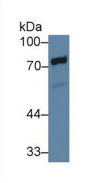 TXLNA Antibody in Western Blot (WB)