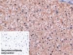 Thymidylate Synthase Antibody in Immunohistochemistry (Paraffin) (IHC (P))