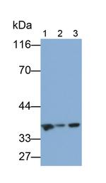 Thymidylate Synthase Antibody in Western Blot (WB)