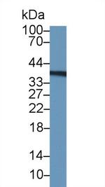 Thymidylate Synthase Antibody in Western Blot (WB)