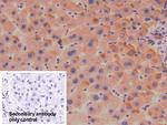 SERPINA7 Antibody in Immunohistochemistry (Paraffin) (IHC (P))