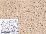 SERPINA7 Antibody in Immunohistochemistry (Paraffin) (IHC (P))