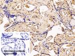 SERPINA7 Antibody in Immunohistochemistry (Paraffin) (IHC (P))