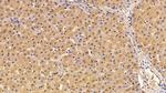 SERPINA7 Antibody in Immunohistochemistry (Paraffin) (IHC (P))