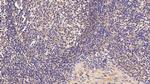 SERPINA7 Antibody in Immunohistochemistry (Paraffin) (IHC (P))