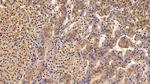 SERPINA7 Antibody in Immunohistochemistry (Paraffin) (IHC (P))