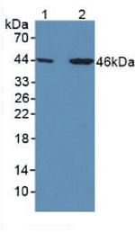 SERPINA7 Antibody in Western Blot (WB)