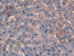 KNT1 Polyclonal Antibody