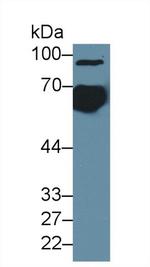 KNT1 Antibody in Western Blot (WB)