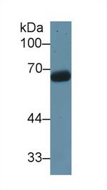 KNT1 Antibody in Western Blot (WB)