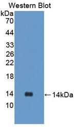KNT1 Antibody in Western Blot (WB)
