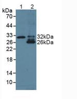 TL1A Antibody in Western Blot (WB)
