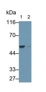 TRAF4 Antibody in Western Blot (WB)