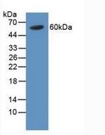 TRAF4 Antibody in Western Blot (WB)