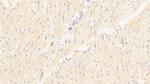 TRAF6 Antibody in Immunohistochemistry (Paraffin) (IHC (P))