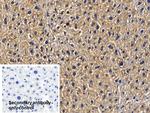 TRAF6 Antibody in Immunohistochemistry (Paraffin) (IHC (P))