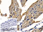 TRAF6 Antibody in Immunohistochemistry (Paraffin) (IHC (P))