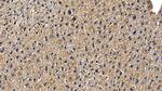 TRAF6 Antibody in Immunohistochemistry (Paraffin) (IHC (P))