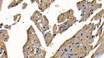TRAF6 Antibody in Immunohistochemistry (Paraffin) (IHC (P))