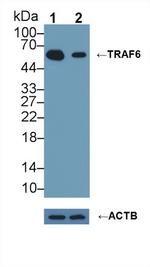 TRAF6 Antibody in Western Blot (WB)