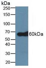 TRAF6 Antibody in Western Blot (WB)