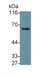 TRAF6 Antibody in Western Blot (WB)