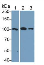 TLR5 Polyclonal Antibody