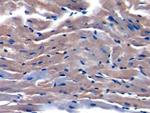 TOR2A Polyclonal Antibody
