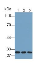 TOR2A Antibody in Western Blot (WB)