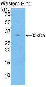 TOR2A Antibody in Western Blot (WB)