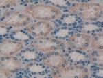 TOR3A Antibody in Immunohistochemistry (Paraffin) (IHC (P))