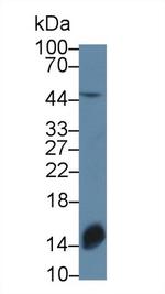 TOR3A Antibody in Western Blot (WB)