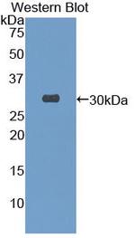 TOR3A Antibody in Western Blot (WB)