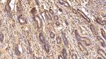 TGM2 Antibody in Immunohistochemistry (Paraffin) (IHC (P))