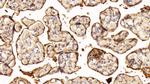 TGM2 Antibody in Immunohistochemistry (Paraffin) (IHC (P))