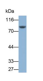 TGM2 Antibody in Western Blot (WB)