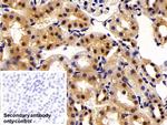 Transketolase Antibody in Immunohistochemistry (Paraffin) (IHC (P))