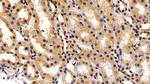 Transketolase Antibody in Immunohistochemistry (Paraffin) (IHC (P))